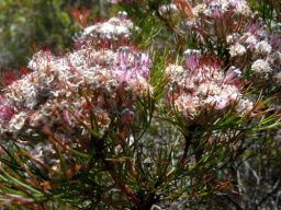 Serruria fasciflora covered and open styles